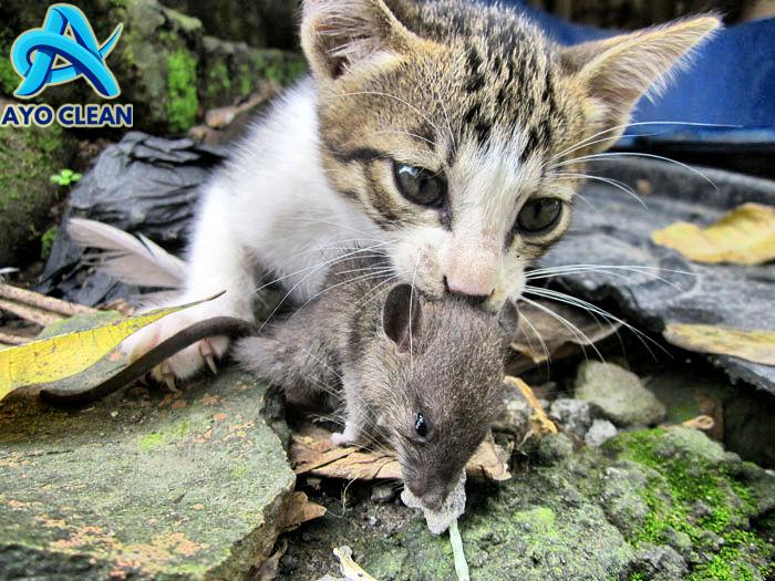 17+ Kumpulan Cara Mengusir Tikus Curut Efektif Paling Lengkap