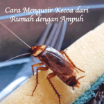20 Cara Mengusir Kecoa dari Rumah dengan Ampuh - BAMS