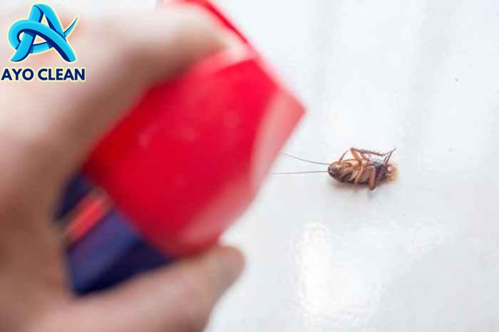 Coba! 31 Tips dan Cara Mengusir Kecoa Paling Ampuh