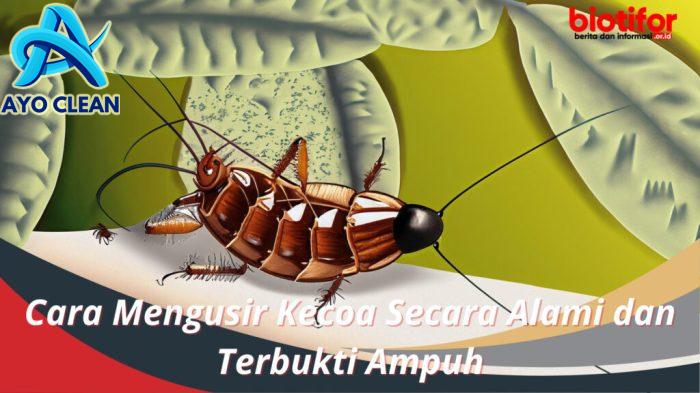 Cara Mengusir Kecoa Secara Alami dan Terbukti Ampuh - Biotifor