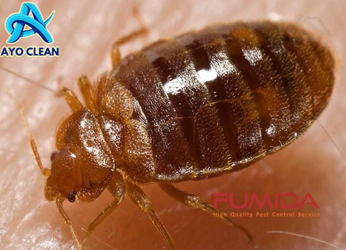 Cara Mengusir Kutu Kasur – Official Website PT Anriz Global Connection