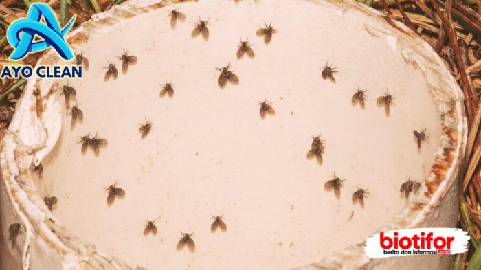 Lalat Hijau Ini Ditemukan di Dalam Air Minum! Apa Gak Bahaya ...