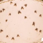 Cara Mengusir Lalat Paling Efektif ! : Metode Sederhana