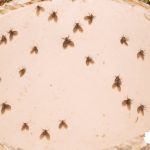 Cara Mengusir Lalat Paling Efektif ! : Metode Sederhana