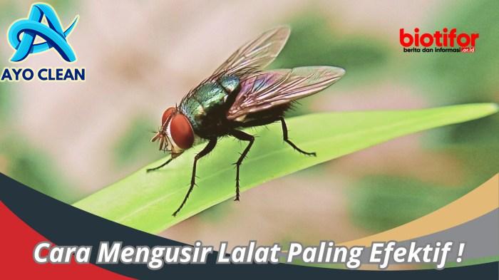 Cara Mengusir Lalat Paling Efektif ! : Metode Sederhana