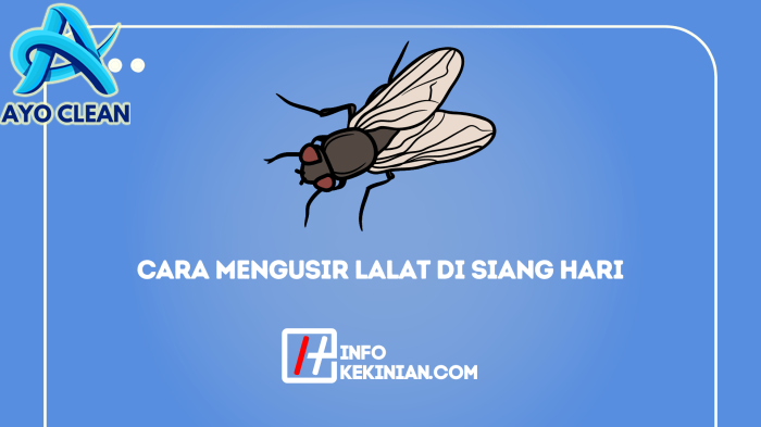 Cara Mengusir Lalat Di Siang Hari