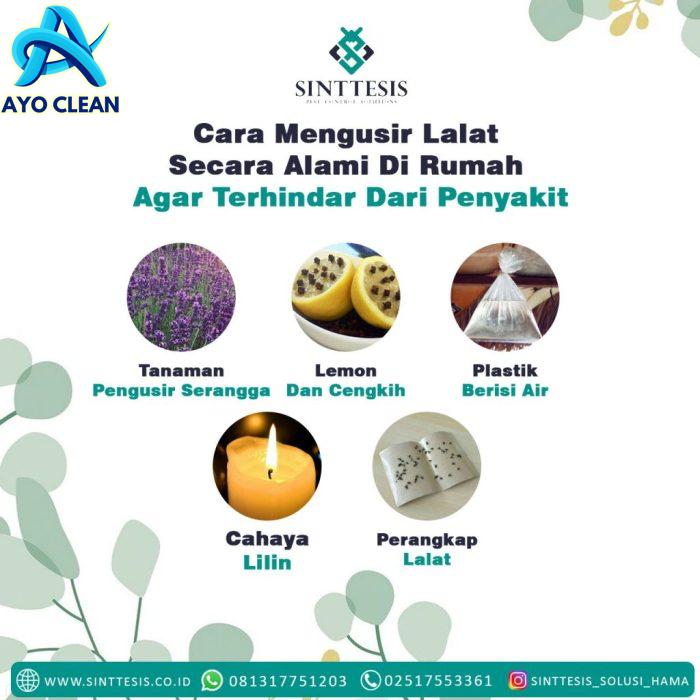 Cara Mengusir Lalat Secara Alami Di Rumah Agar Terhindar Dari Penyakit ...