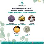 Cara Mengusir Lalat Secara Alami Di Rumah Agar Terhindar Dari Penyakit ...