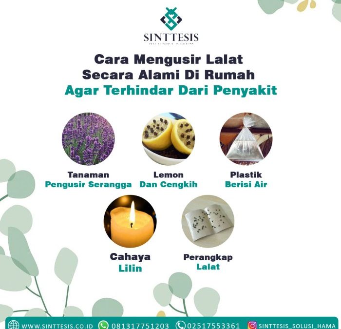 Cara Mengusir Lalat Secara Alami Di Rumah Agar Terhindar Dari Penyakit ...