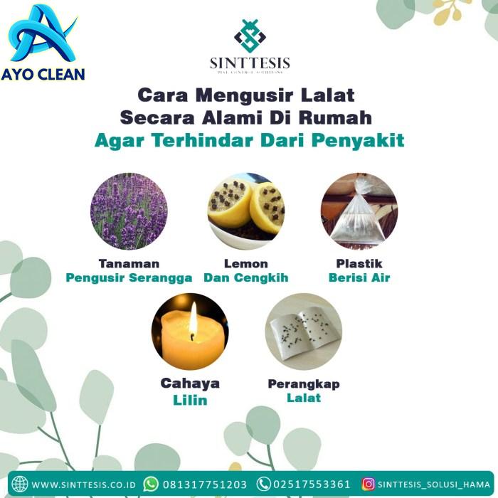 Cara Mengusir Lalat Secara Alami Di Rumah Agar Terhindar Dari Penyakit ...