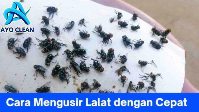 Cara menghilangkan lalat di ruangan