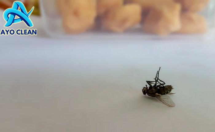 LALAT PADA SAPI - YouTube