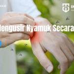Bagaimana Cara Mengusir Nyamuk Secara Alami? - PT Mahaka Improcare ...
