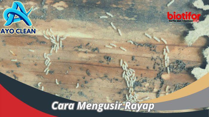 Cara Mengusir Rayap : Tips Ampuh Perlindungan Di Rumah