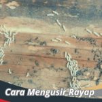Cara Mengusir Rayap : Tips Ampuh Perlindungan Di Rumah
