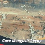 Cara menghilangkan rayap di rumah