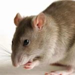 17 Cara Mengusir Tikus di Rumah Paling Ampuh (100% WORK)