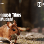 Cara mengusir tikus yang merajalela