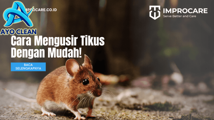 Bagaimana cara mengusir tikus