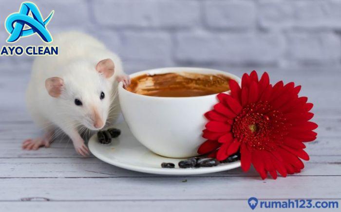Cara Mengusir Tikus Dengan Kopi - Homecare24