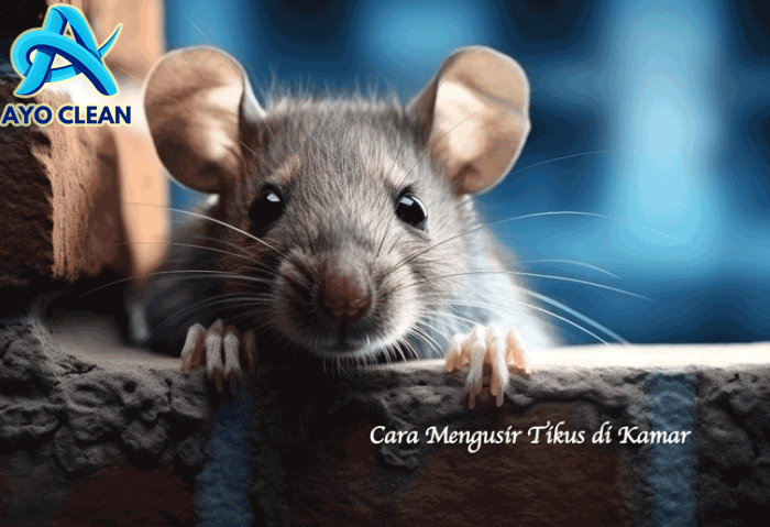 8 Cara Mengusir Tikus di Kamar Merupakan Solusi Ampuh - KeKei