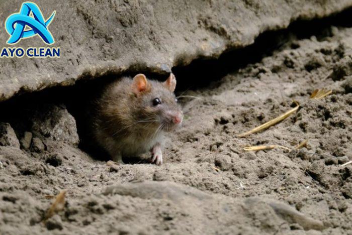 Pak menteri Purbaya berhasil memancing tikus keluar #viral #reels # ...