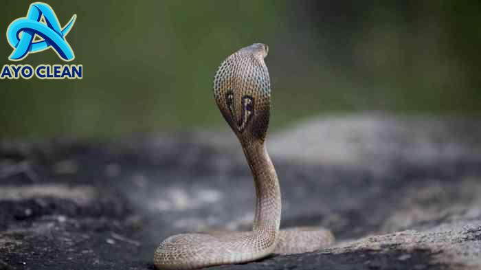 5 Cara Mudah Mengatasi Ular yang Masuk ke Rumah Kalian, Cepat Kalian ...