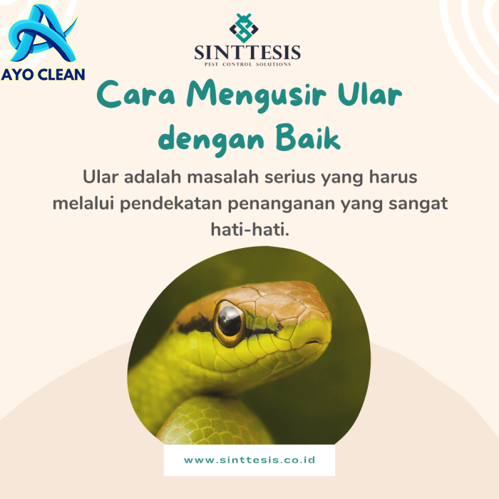 Cara Mengusir Ular dengan Baik - Sinttesis