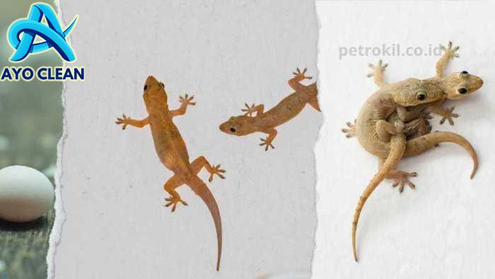 Cara Mengusir Cicak Dengan Suara Dari Kamar dan Rumah - BanyakCara