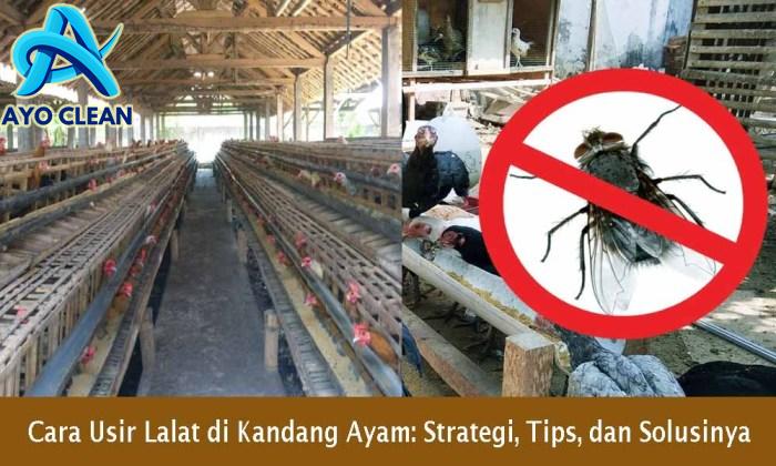 Cara Usir Lalat di Kandang Ayam: Strategi, Tips, dan Solusinya