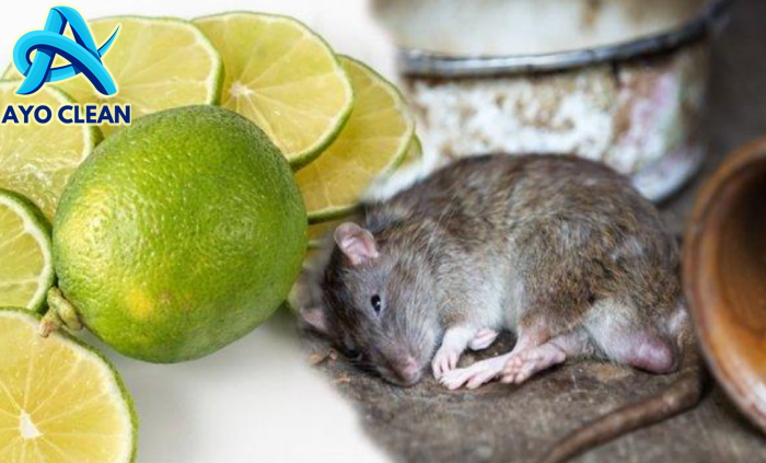 Cara Mengusir Tikus dari Rumah dengan Mudah dan Ampuh - Varia Katadata ...