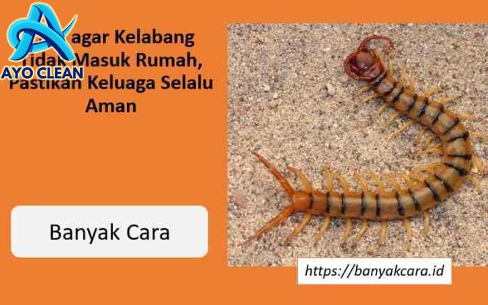 Cara agar Kelabang Tidak Masuk Rumah, Pastikan Keluaga Selalu Aman