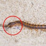 7 Cara Cepat Mengusir Kelabang Dari Rumah Kalian, Jangan Biarkan ...