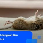 Cara membunuh belatung edit - YouTube