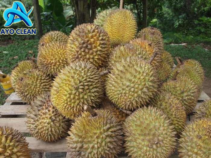 Cara mengusir tikus di rumah yang paling ampuh