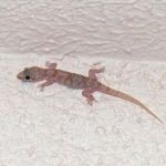 Cara Mensucikan Kotoran Cicak dalam Islam, Ini Langkahnya