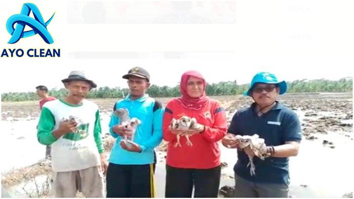 Cara mengatasi hama tikus di sawah
