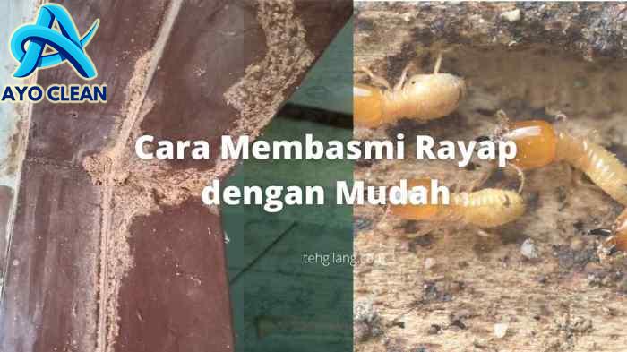 Cara Ampuh Membasmi Rayap Pada Kayu Tanpa Pestisida - times.my.id