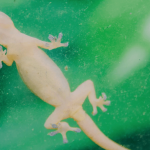 Cara Mengusir Cicak di Rumah, Terbukti Ampuh - YouTube