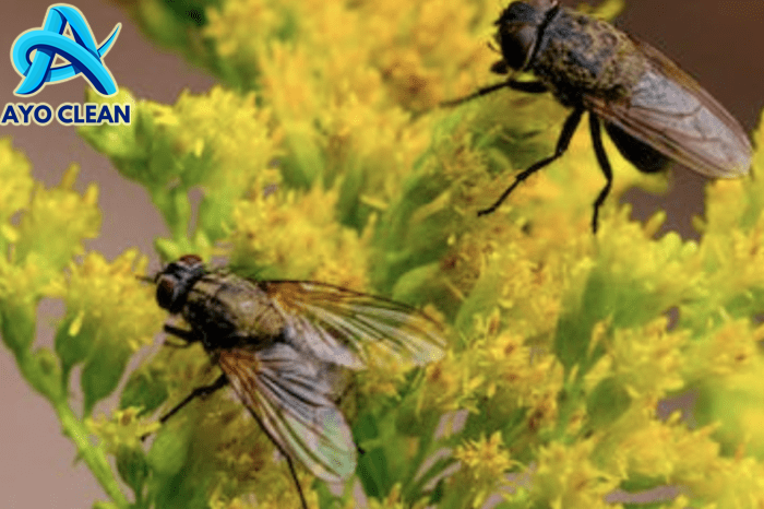 11 Cara Mengusir Lalat yang Mudah dan Praktis - Varia Katadata.co.id