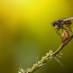Cara mengusir lalat dengan minyak kayu putih