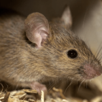 8 Cara Mengusir Tikus dengan Bahan Rumahan