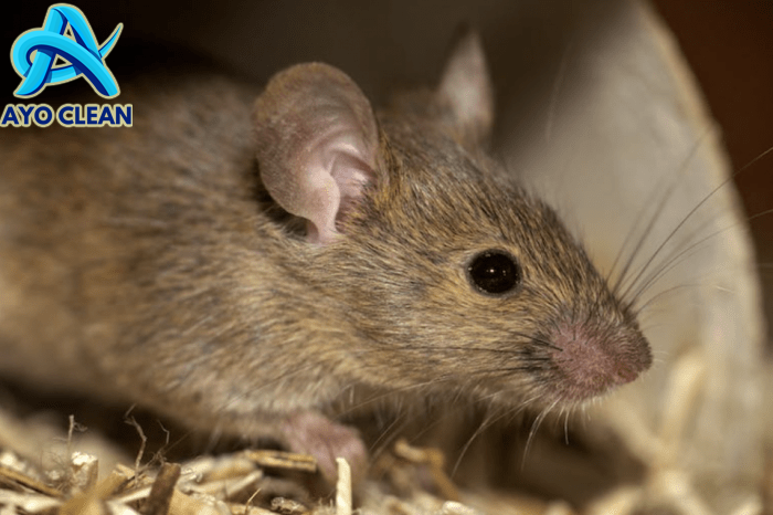 Cara mengatasi gigitan tikus