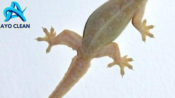 Cara Menggambar Cicak Dengan Mudah - Mengggambar dan Mewarnai 💕💕