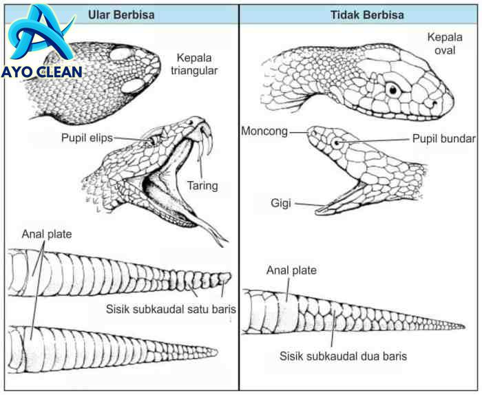 Cara membedakan ular berbisa dan tidak berbisa