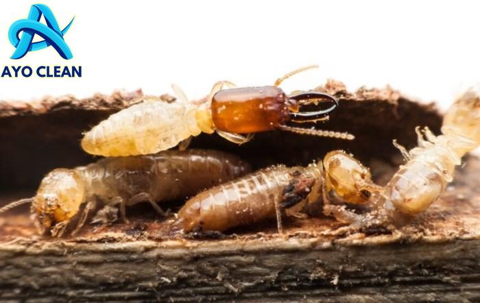 Banyak Rayap? Berikuti ini Tips Cara Membasmi Rayap