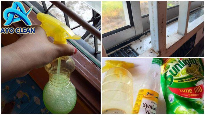 Cara Paling Berkesan Atasi Masalah Tahi Cicak Yang Bersepah Di Rumah ...