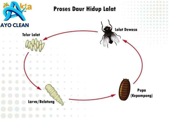 Layanan Kami | Insekta Pest Control