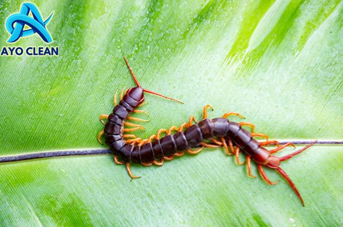 Cara Mengobati Digigit Kelabang - Homecare24