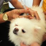 Cara penularan rabies